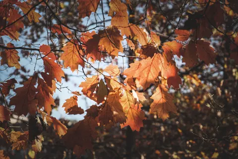 Autumn Maple Leaves 4K Wallpaper · autumn · 3840×2560