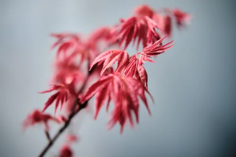 Autumn Maple Leaves 4K Wallpaper · autumn · 3840×2560