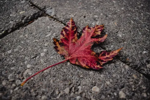 Autumn Maple Leaves 4K Wallpaper · autumn · 3840×2560