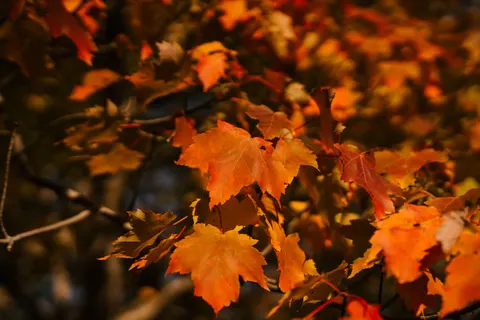 Autumn Maple Leaves 4K Wallpaper · autumn · 3840×2560