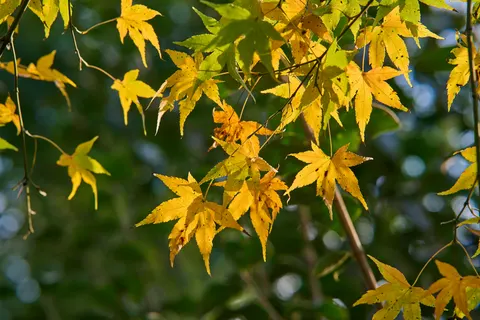 Autumn Maple Leaves 4K Wallpaper · autumn · 3840×2560