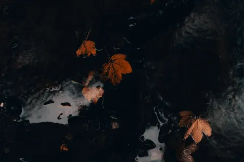 Autumn Maple Leaves 4K Wallpaper · autumn · 3840×2560