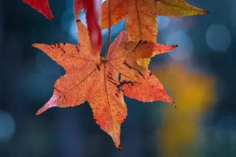 Autumn Maple Leaves 4K Wallpaper · autumn · 3840×2560