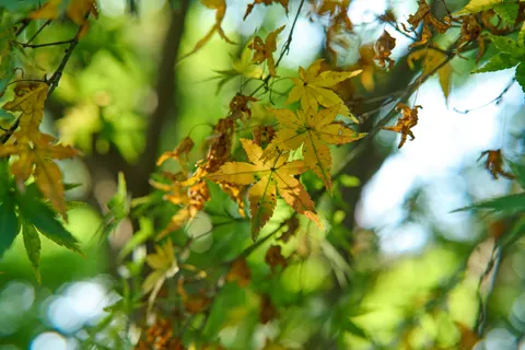 Autumn Maple Leaves 4K Wallpaper · autumn · 3840×2560