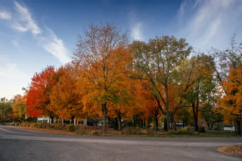 Autumn Maple Leaves 4K Wallpaper · autumn · 3840×2560