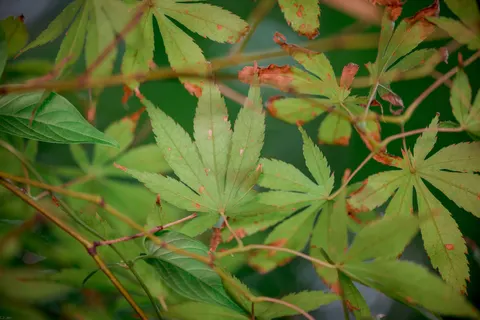 Autumn Maple Leaves 4K Wallpaper · autumn · 3840×2563