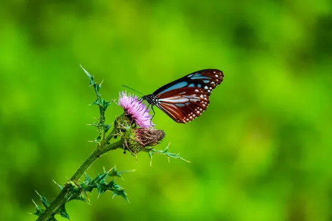 तितली 4K वॉलपेपर · animals · 3840×2560