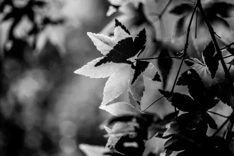 Autumn Maple Leaves 4K Wallpaper · autumn · 3840×2560