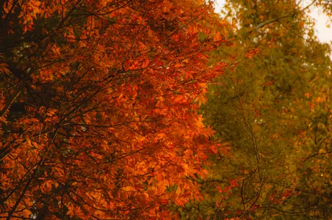 Autumn Maple Leaves 4K Wallpaper · autumn · 3840×2553