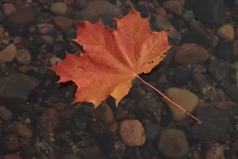 Autumn Maple Leaves 4K Wallpaper · autumn · 3840×2560