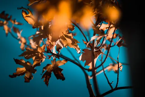 Autumn Maple Leaves 4K Wallpaper · autumn · 3840×2560