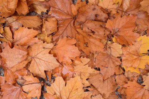 秋日枫叶 4K壁纸 · autumn · 3840×2560
