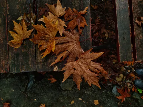 Autumn Maple Leaves 4K Wallpaper · autumn · 3840×2880