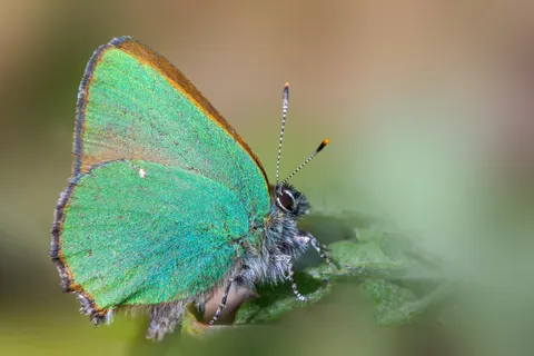 Kelebek 4K Duvar Kağıdı · animals · 3840×2560