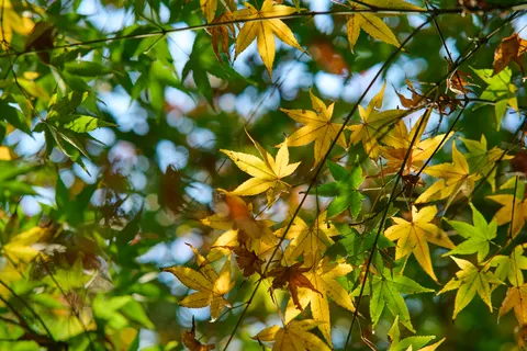 Autumn Maple Leaves 4K Wallpaper · autumn · 3840×2560