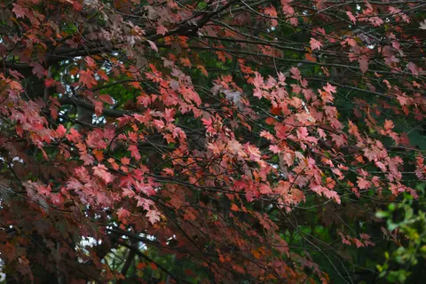 Autumn Maple Leaves 4K Wallpaper · autumn · 3840×2560