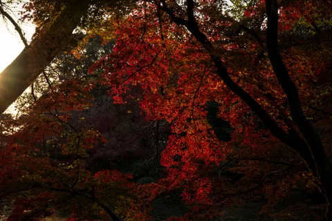 Autumn Maple Leaves 4K Wallpaper · autumn · 3840×2560