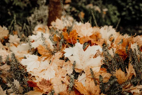 Autumn Maple Leaves 4K Wallpaper · autumn · 3840×2560
