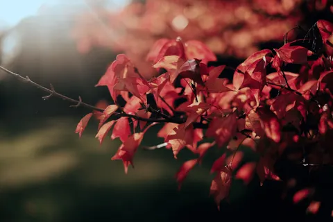 Autumn Maple Leaves 4K Wallpaper · autumn · 3840×2560