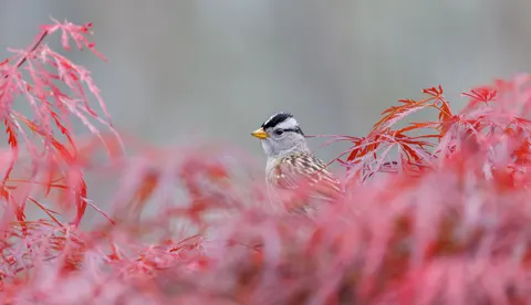 Autumn Maple Leaves 4K Wallpaper · autumn · 3840×2205