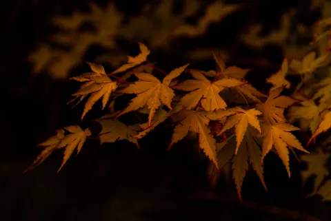 Autumn Maple Leaves 4K Wallpaper · autumn · 3840×2565