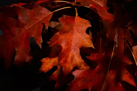 Autumn Maple Leaves 4K Wallpaper · autumn · 3840×2563