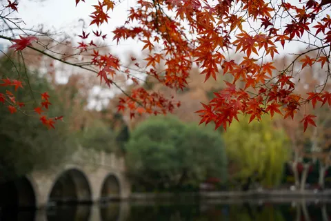 Autumn Maple Leaves 4K Wallpaper · autumn · 3840×2560