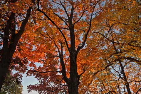 Autumn Maple Leaves 4K Wallpaper · autumn · 3840×2560