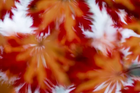Autumn Maple Leaves 4K Wallpaper · autumn · 3840×2560