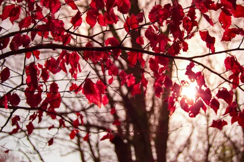 Autumn Maple Leaves 4K Wallpaper · autumn · 3840×2553
