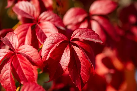Herbstliche Ahornblätter 4K Hintergrundbild · autumn · 3840×2560