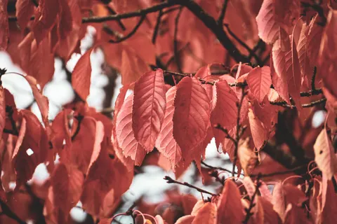 Autumn Maple Leaves 4K Wallpaper · autumn · 3840×2560