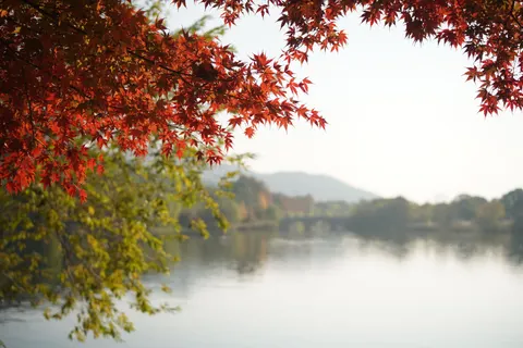 Autumn Maple Leaves 4K Wallpaper · autumn · 3840×2560
