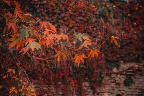 Autumn Maple Leaves 4K Wallpaper · autumn · 3840×2560