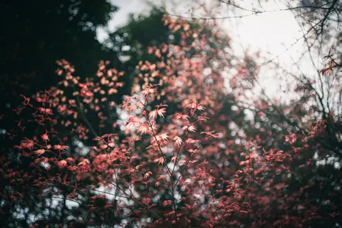 Autumn Maple Leaves 4K Wallpaper · autumn · 3840×2561