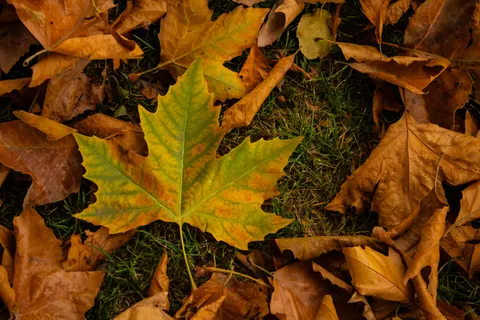 Autumn Maple Leaves 4K Wallpaper · autumn · 3840×2560