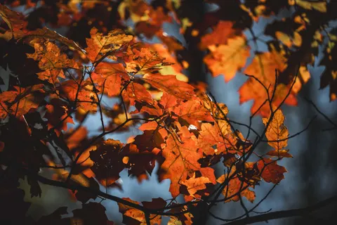 Autumn Maple Leaves 4K Wallpaper · autumn · 3840×2560