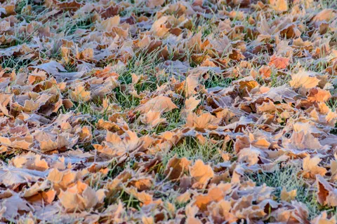 Autumn Maple Leaves 4K Wallpaper · autumn · 3840×2560