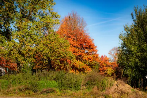Herfstige esdoornbladeren 4K-achtergrond · autumn · 3840×2560