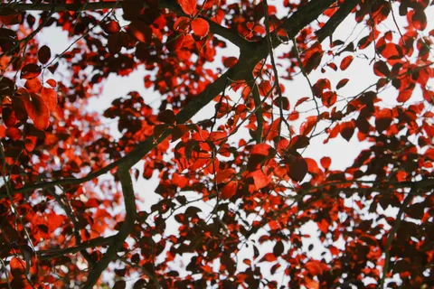 Autumn Maple Leaves 4K Wallpaper · autumn · 3840×2560