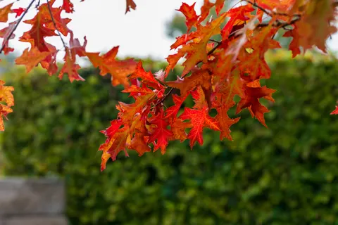 Autumn Maple Leaves 4K Wallpaper · autumn · 3840×2560