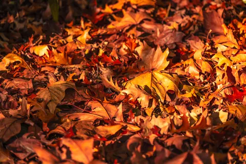 Autumn Maple Leaves 4K Wallpaper · autumn · 3840×2560