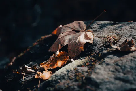 Sfondo Foglie d'acero autunnali 4K · autumn · 3840×2561