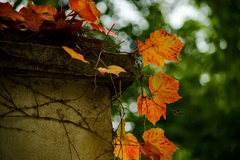 Autumn Maple Leaves 4K Wallpaper · autumn · 3840×2563
