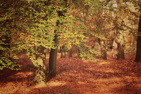 Autumn Park 4K Wallpaper · autumn · 3840×2560