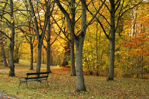 Tapeta Jesienny park 4K · autumn · 3840×2560