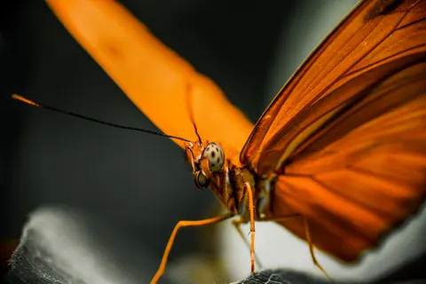 Fondo de pantalla Mariposa 4K · animals · 3840×2560