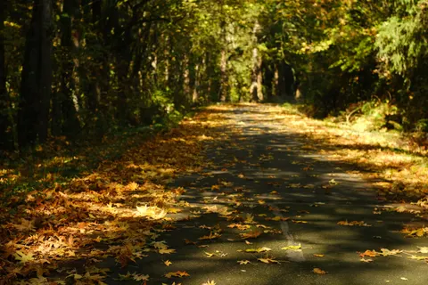 خلفية حديقة الخريف بدقة 4K · autumn · 3840×2560