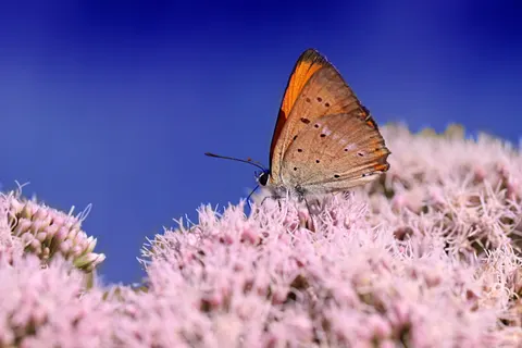 خلفية فراشة بدقة 4K · animals · 3840×2560