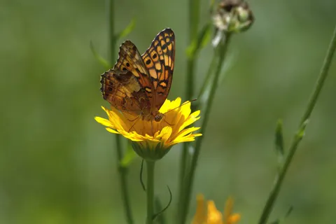 Kelebek 4K Duvar Kağıdı · animals · 3840×2560